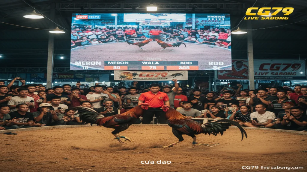 Đá gà Philippines là gì? Những điều cần biết CG79