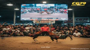 Đá Gà Philippines là gì? Những điều cần biết tại CG79